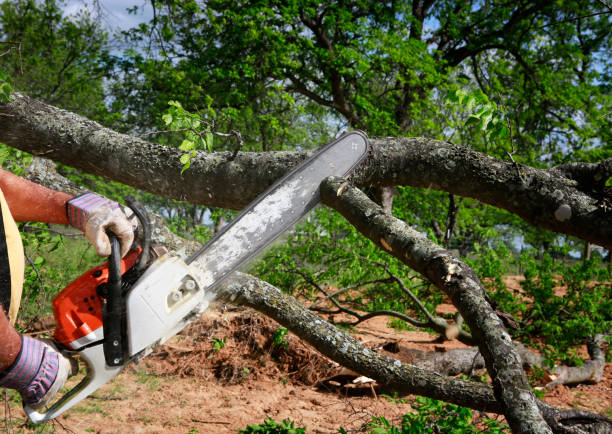 Best Emergency Tree Removal  in Slippery Rock, PA